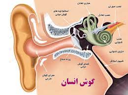 انواع التهابات و عفونت‌های گوش