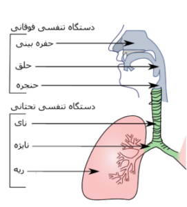 عفونت دستگاه تنفسی فوقانی